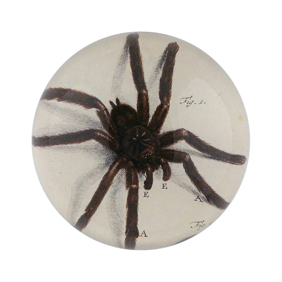 Spider - Dome Paperweight